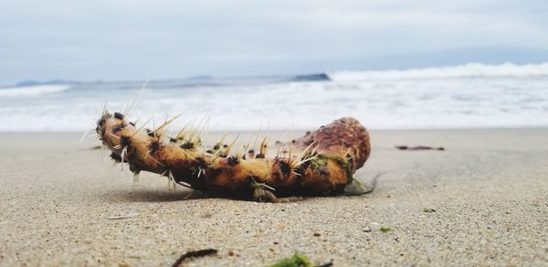 Close-up of cactus on sand at beach against sky