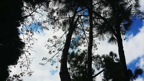 Low angle view of trees against sky