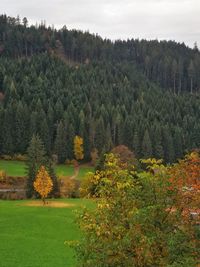 Scenic view of trees growing on field against sky