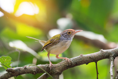 Close-up of bird perching on tree