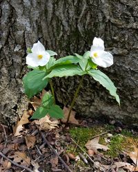 Close-up of white flowering plant