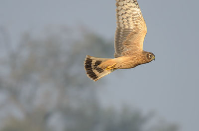 Low angle view of eagle flying