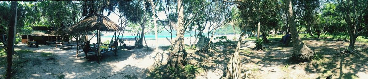 Trees growing on riverbank