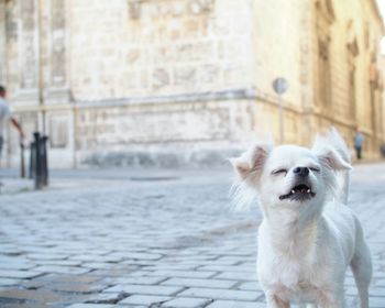 Dog looking away in city