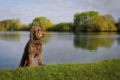 Dog by a lake