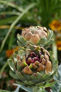 Close-up of artichokes growing outdoors