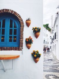 Potted plants on building wall