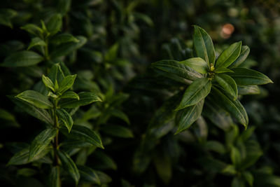 Close-up of plant