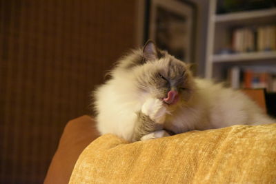 Close-up of cat yawning