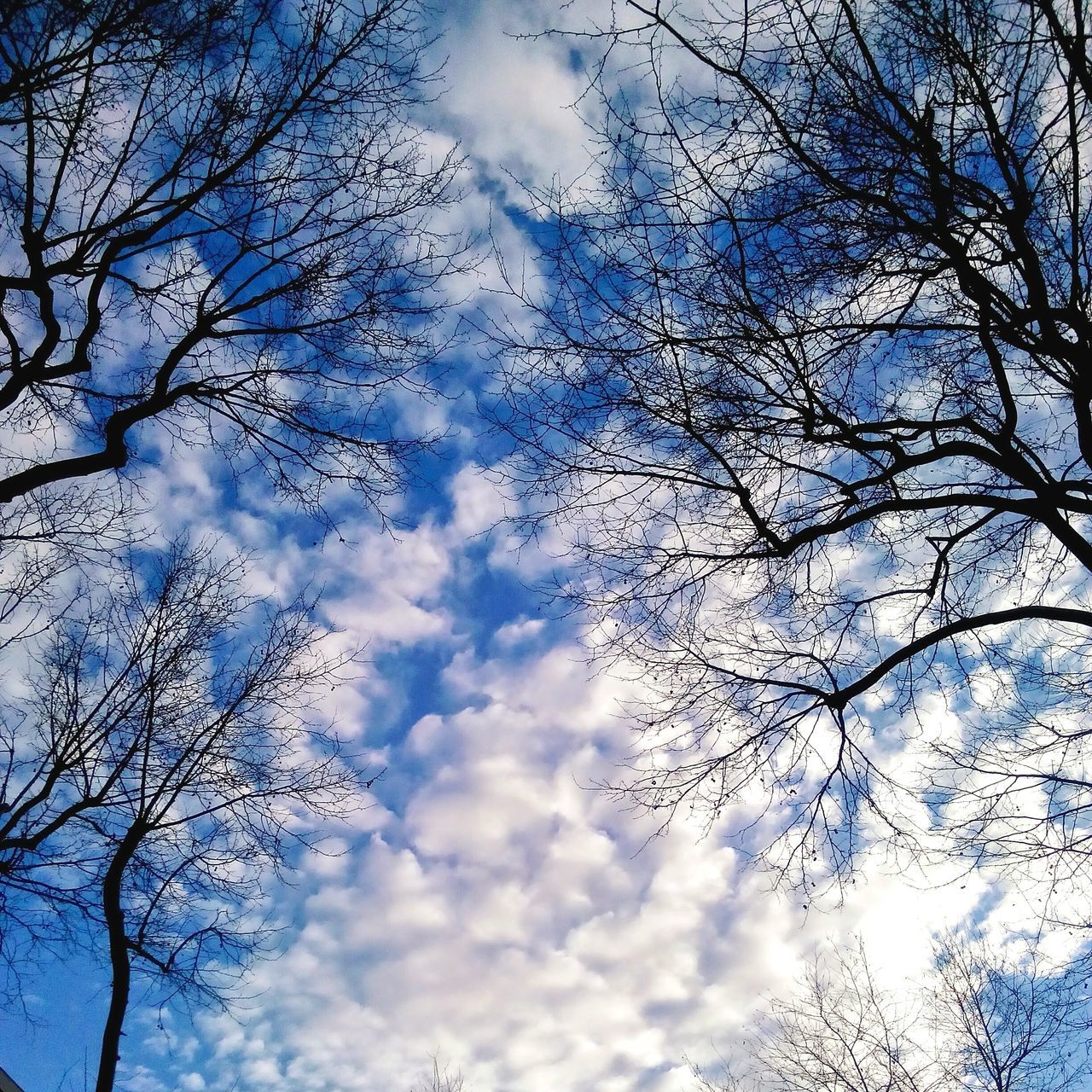 low angle view, tree, sky, bare tree, cloud - sky, branch, tranquility, cloudy, beauty in nature, nature, scenics, cloud, tranquil scene, blue, silhouette, outdoors, day, no people, cloudscape, idyllic