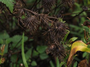 Close-up of dried plant