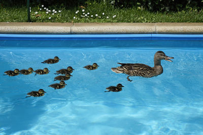 Duck swimming in lake