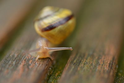 snail