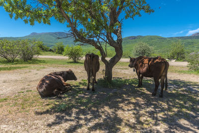 Horses on field