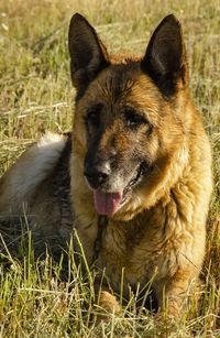 Close-up portrait of a dog on field