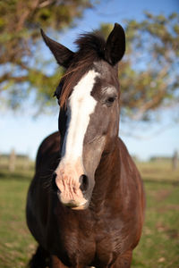 Close-up of a horse on field