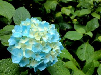 Close-up of purple flowers