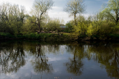 Reflection of trees in water