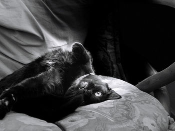 Cat relaxing on bed