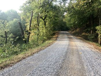 Dirt road along trees in forest