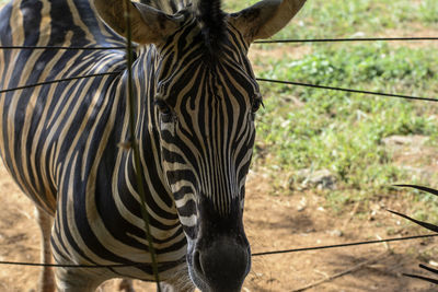 An african zebra in the wire fence trying to get out. salvador, bahia, brazil.