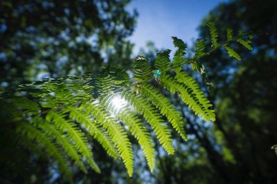 Low angle view of fern against sky