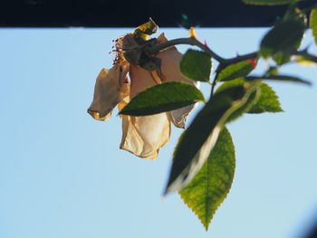 Low angle view of leaves on tree against sky