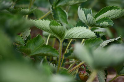 Macro shot of fresh green leaves