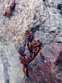Close-up of butterfly on tree trunk