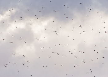 Low angle view of birds flying in sky