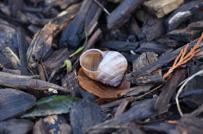 Close-up of snail