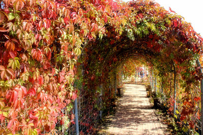 Plants and trees in autumn