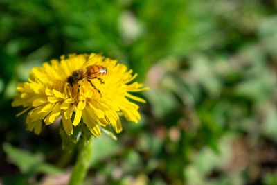 A bee pollenating a small yellow flower