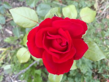 Close-up of red rose blooming outdoors