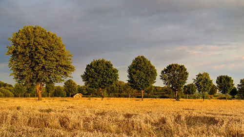 Trees on field against sky