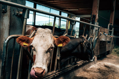 Portrait of cow in shed