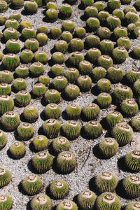 Close-up of cactus growing on field