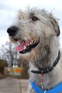 Close-up of dog against sky