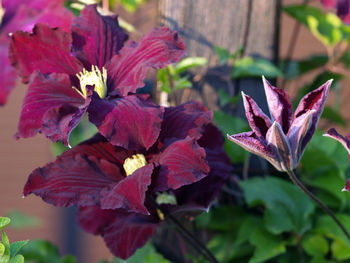 Close-up of purple flowering plant
