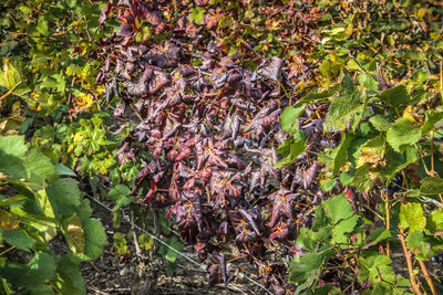 Plants growing outdoors