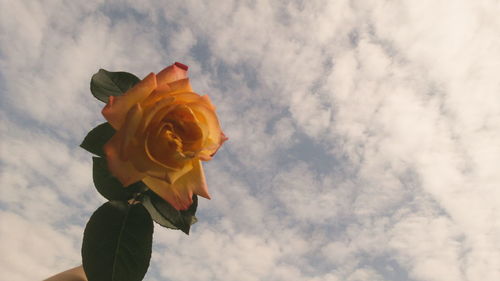 Low angle view of flower against sky