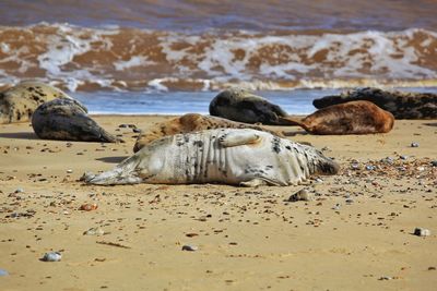 Scenic view of beach