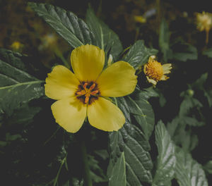 Close-up of yellow flowers blooming outdoors