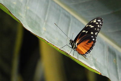 Butterfly on leaf