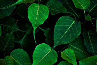 Full frame shot of leaves