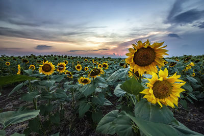 Close-up of sunflower on field against sky