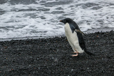 High angle view of bird on beach