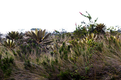 Plants growing on field against clear sky