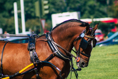 Horse cart in a field