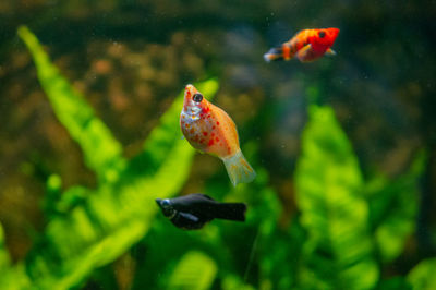 View of fish swimming in sea